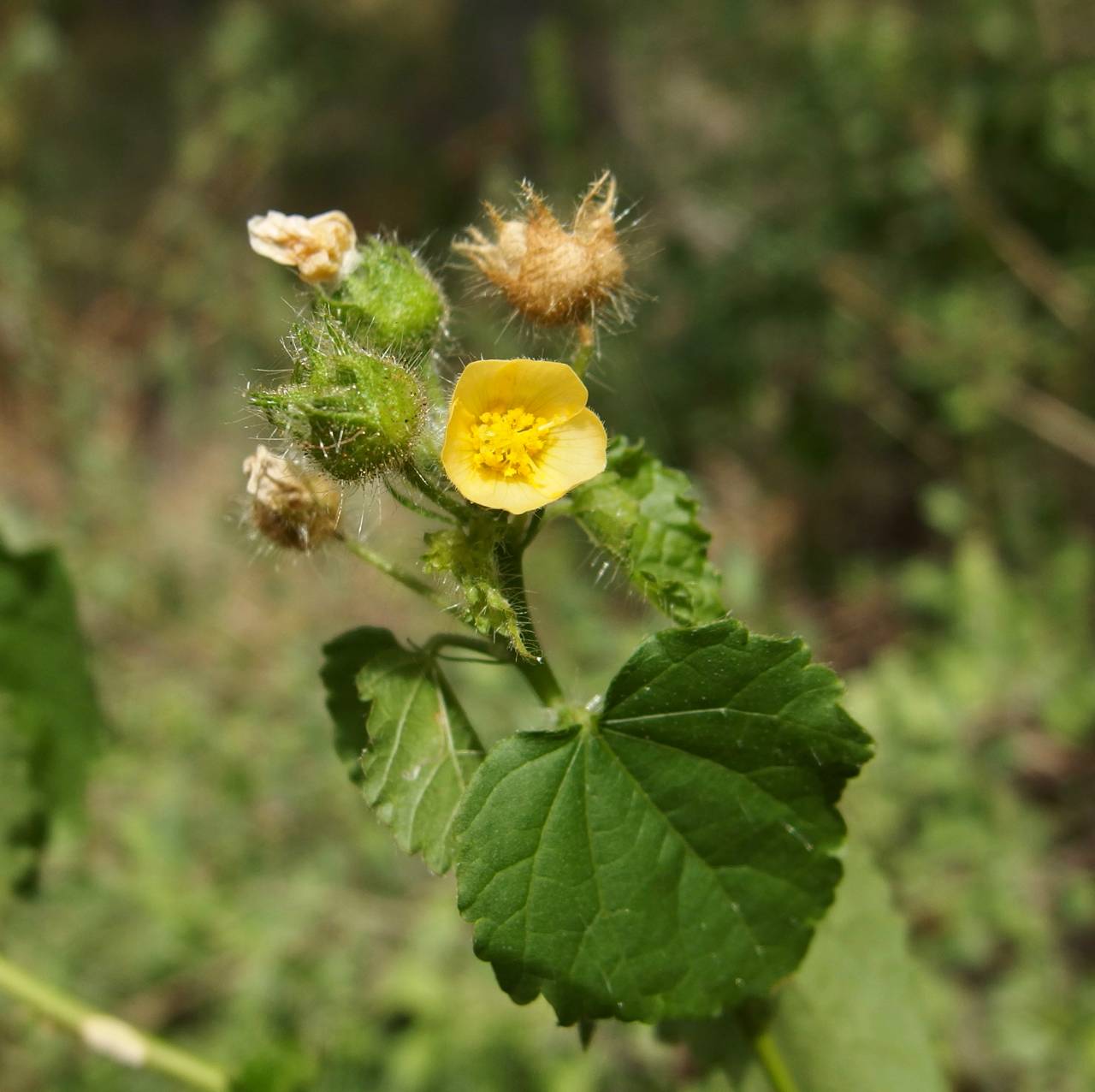 Pseudabutilon thurberi image