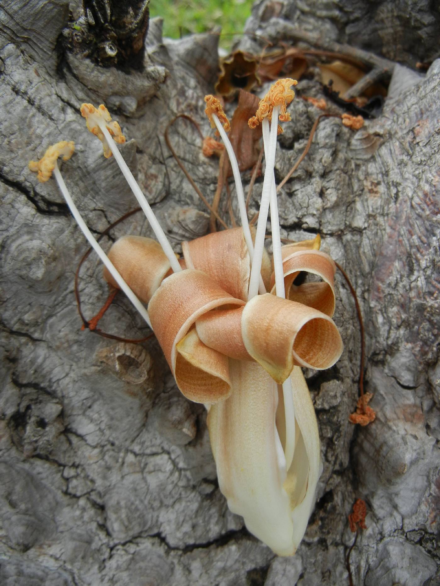 Ceiba aesculifolia image