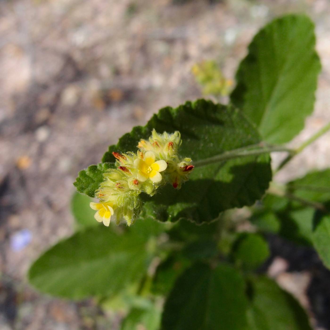 Waltheria indica image