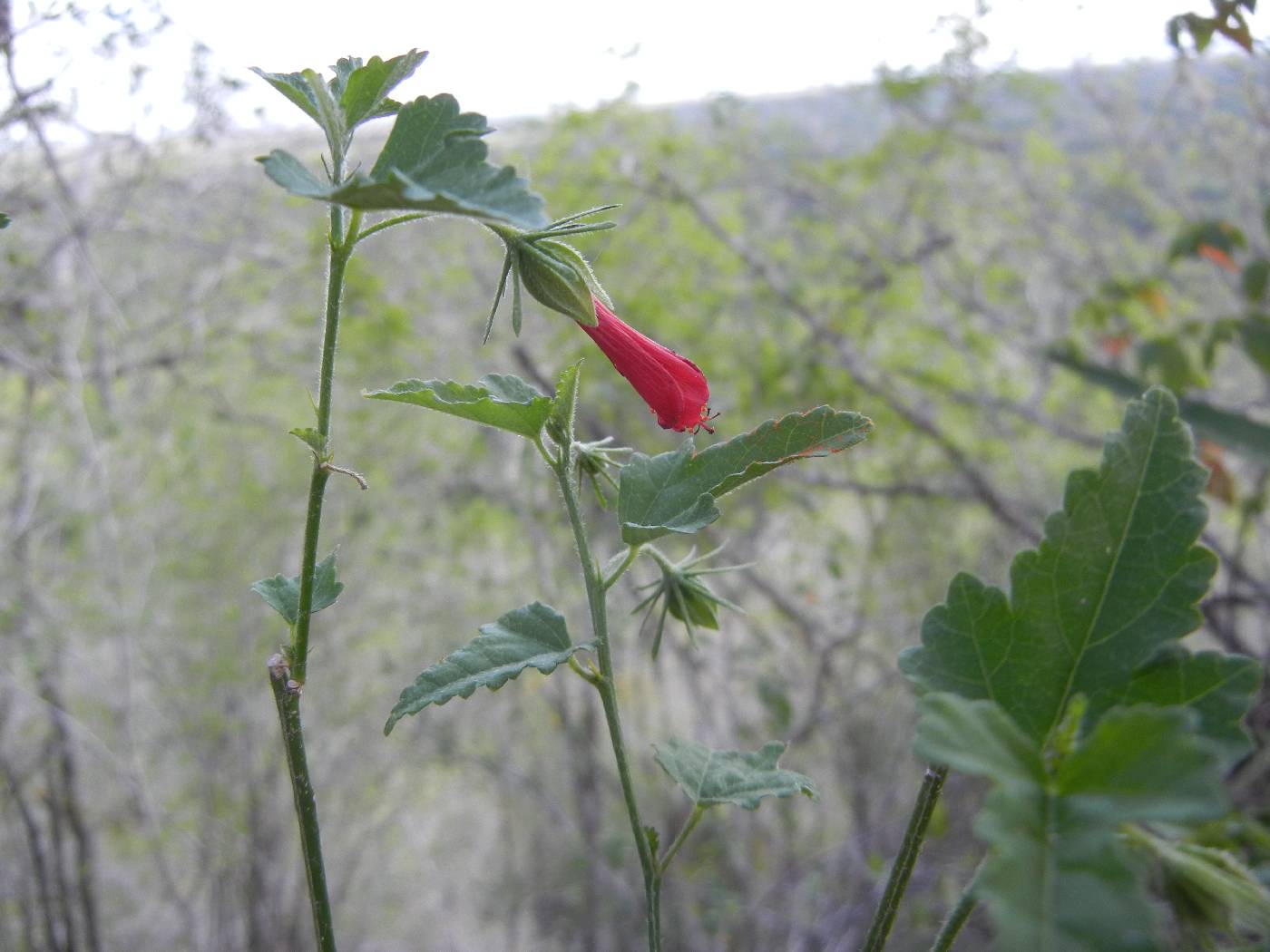 Hibiscus poeppigii image