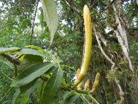 Pachira aquatica image