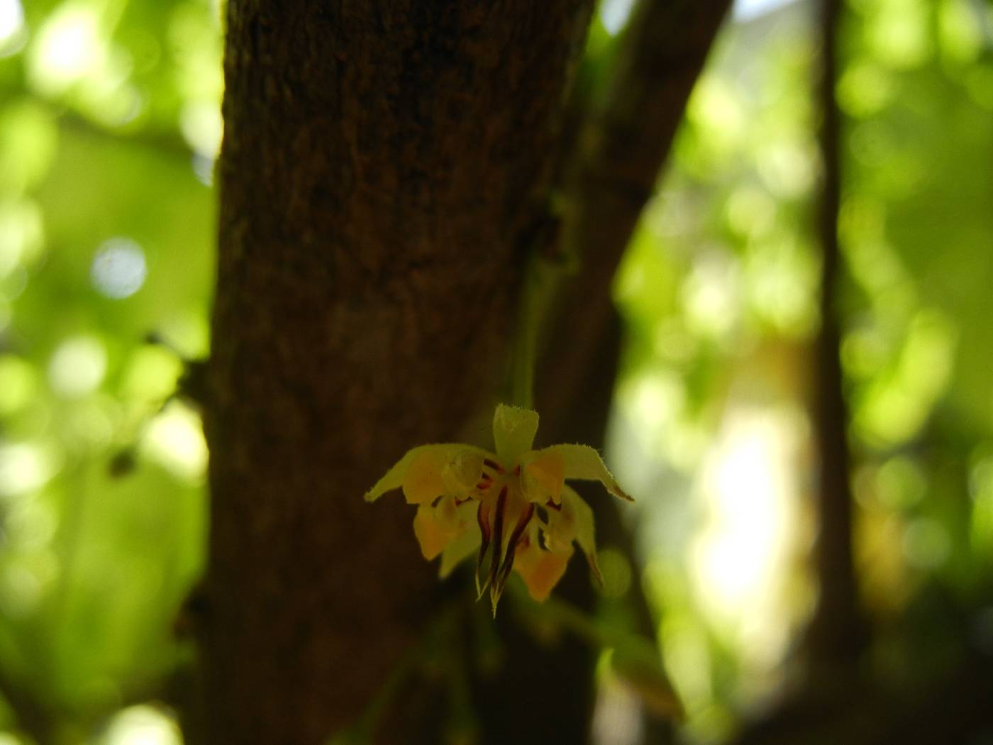 Theobroma cacao image