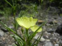 Cienfuegosia yucatanensis image