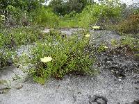 Cienfuegosia yucatanensis image