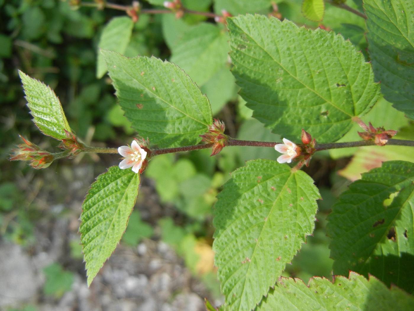 Melochia nodiflora image