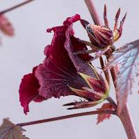 Image of Hibiscus acetosella