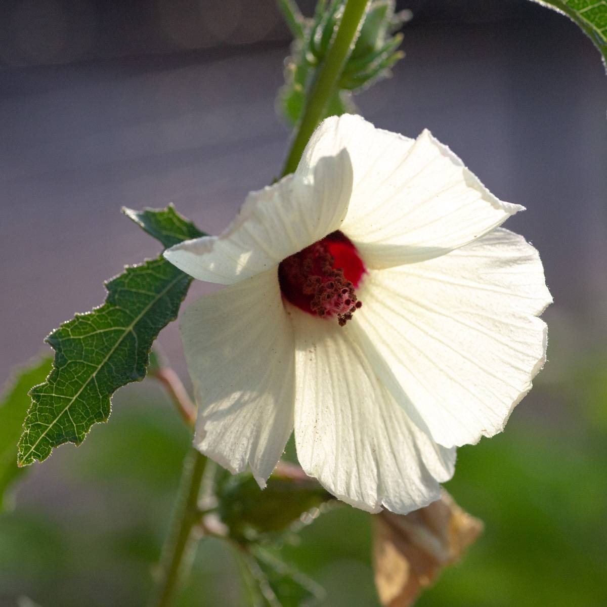 Hibiscus aculeatus image