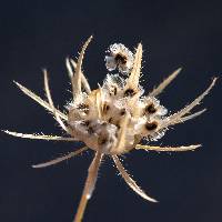 Hibiscus biseptus image