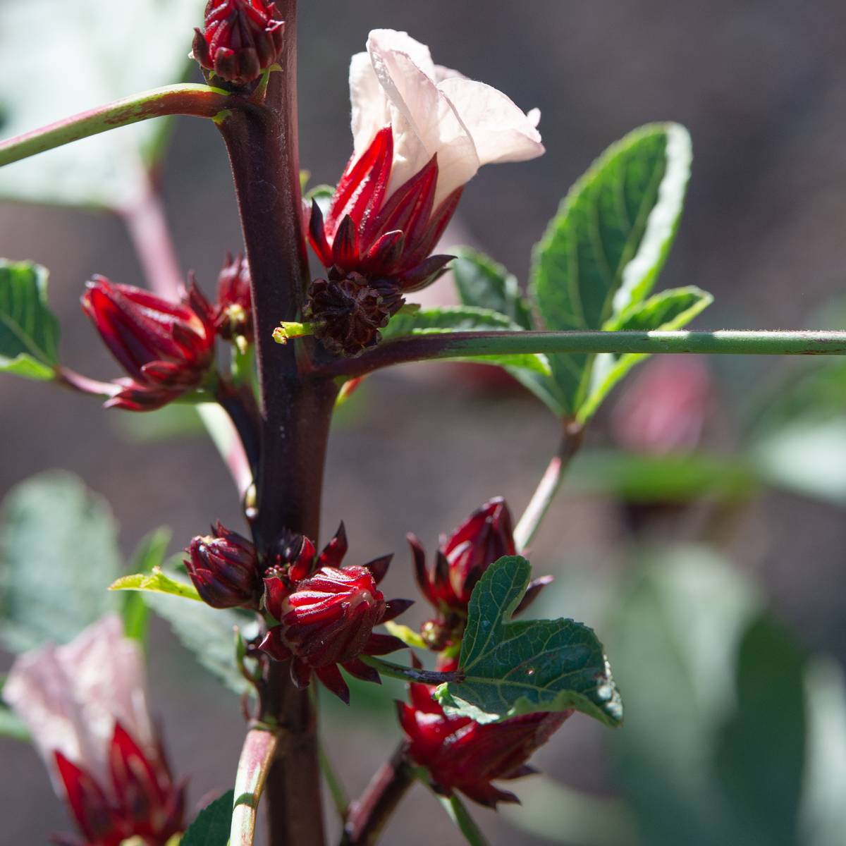 Hibiscus sabdariffa image