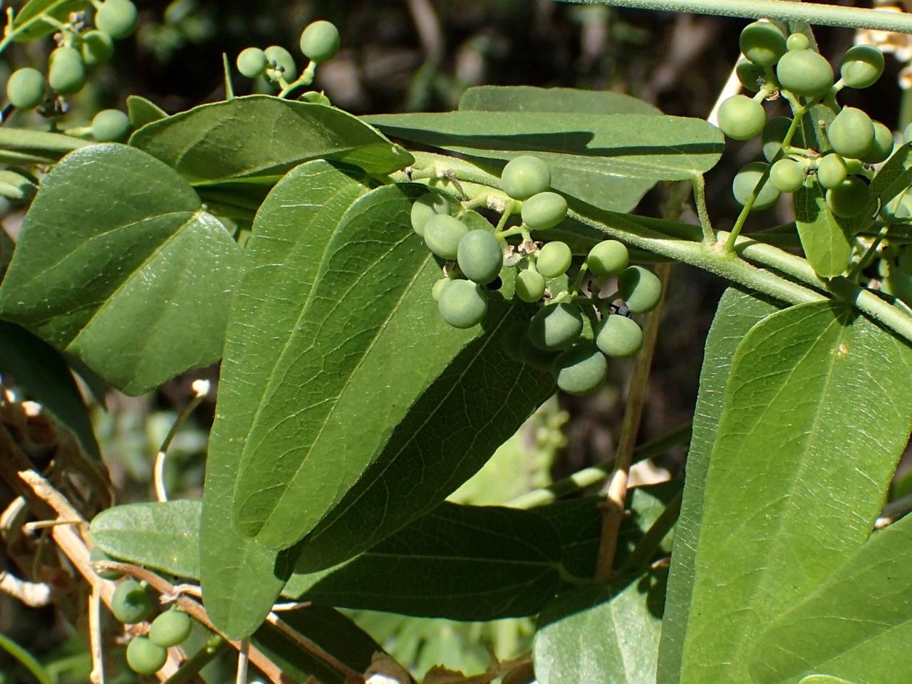 Cocculus diversifolius image