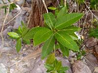 Image of Ficus insipida