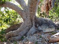 Ficus insipida image