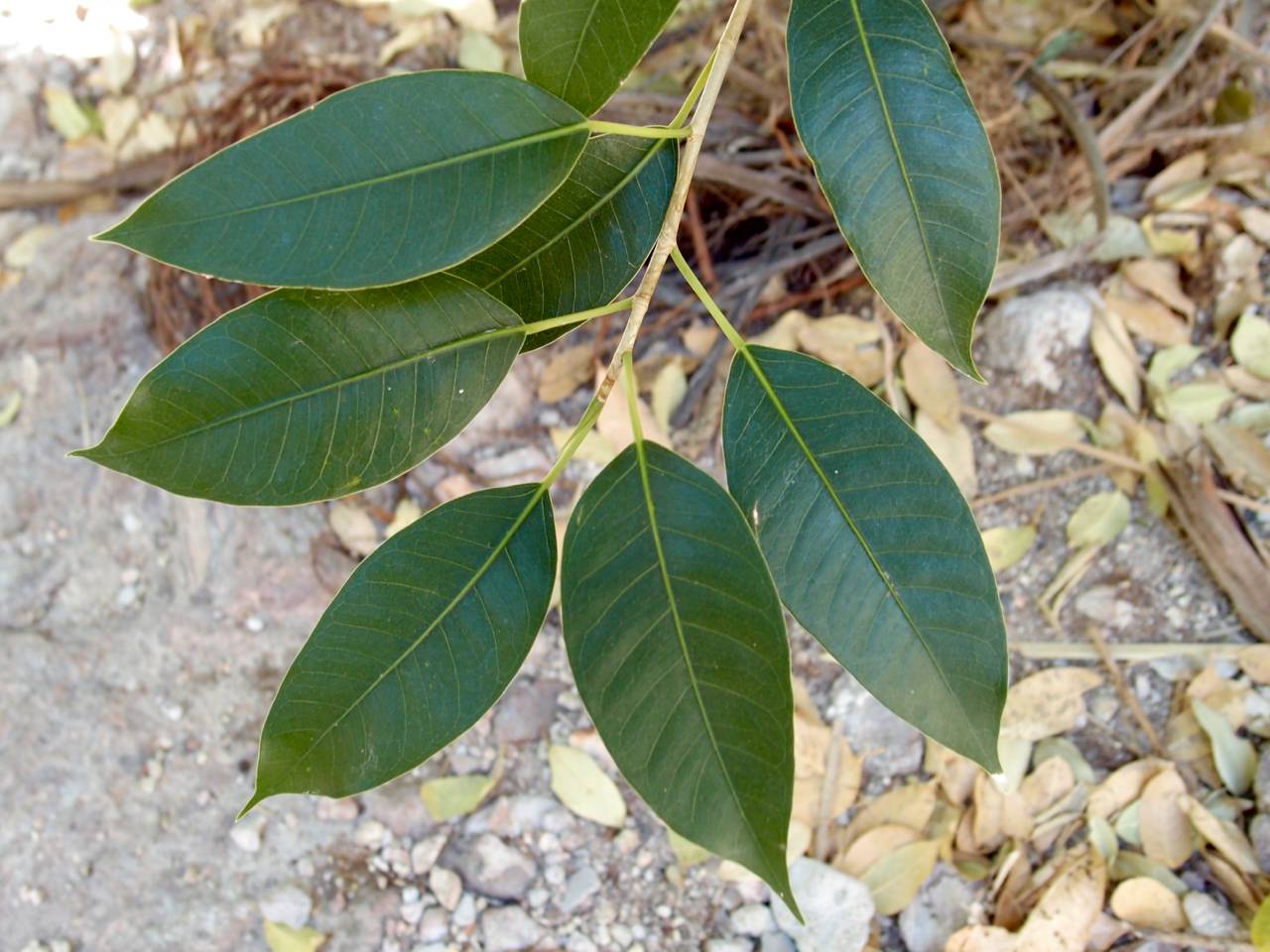 Ficus pertusa image