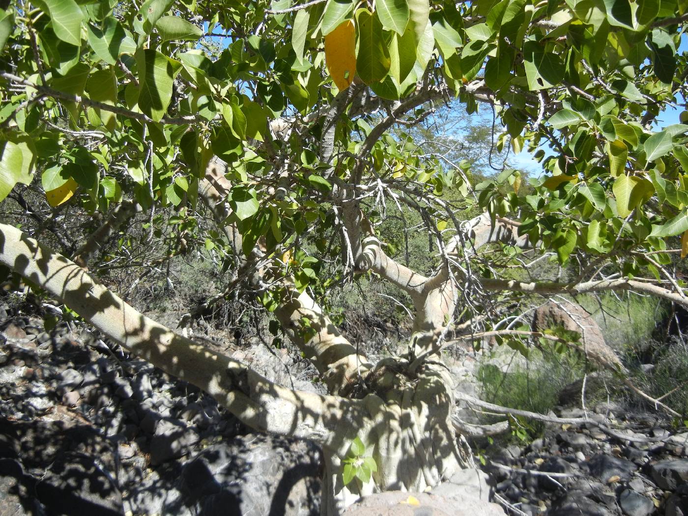 Ficus brandegeei image