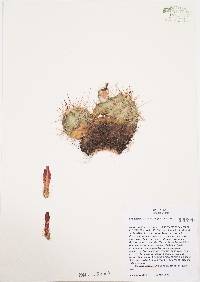 Echinocereus coccineus image