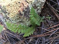 Woodsia neomexicana image