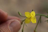 Eulobus californicus image