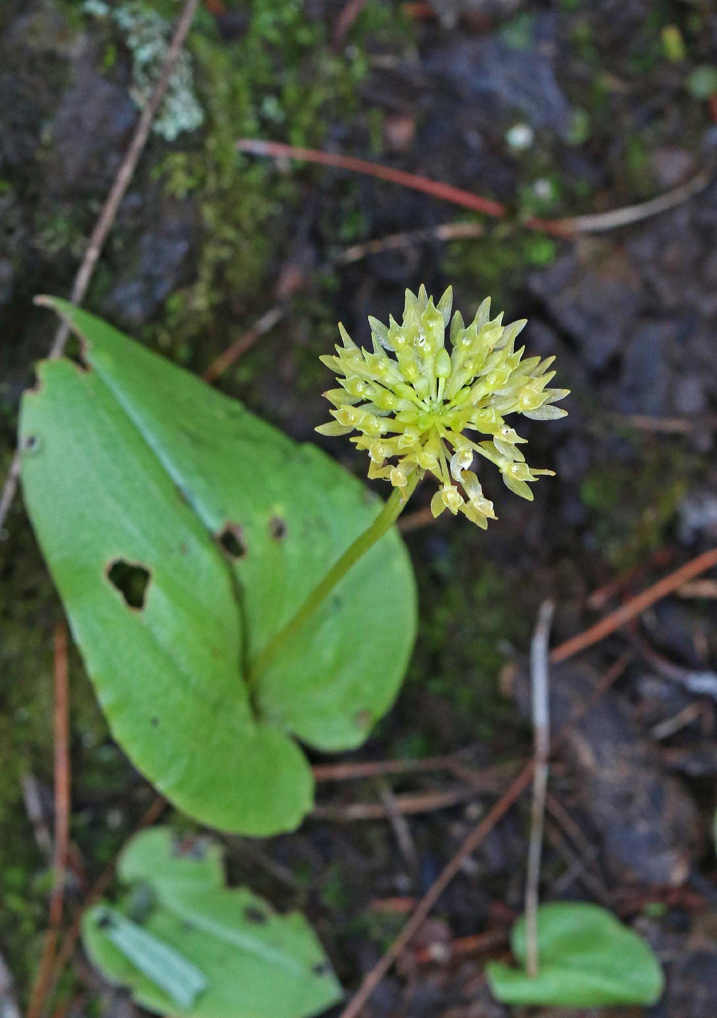 Malaxis corymbosa image