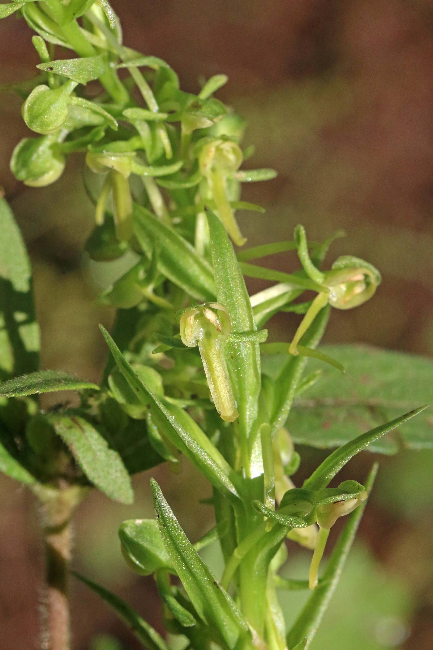 Platanthera brevifolia image