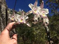 Laelia albida image