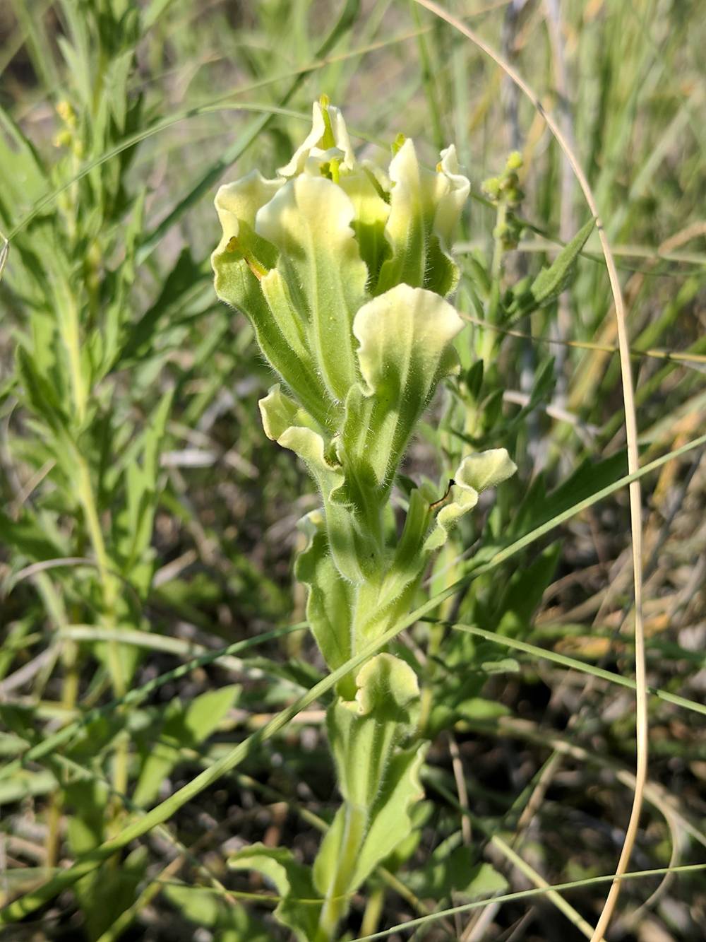 Castilleja ornata image