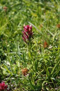 Castilleja lassenensis image