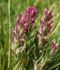 Castilleja lassenensis image