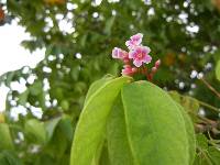 Image of Averrhoa carambola