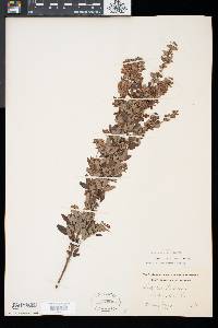 Lespedeza intermedia image