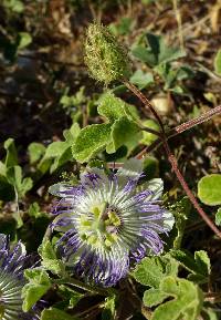 Passiflora arida image