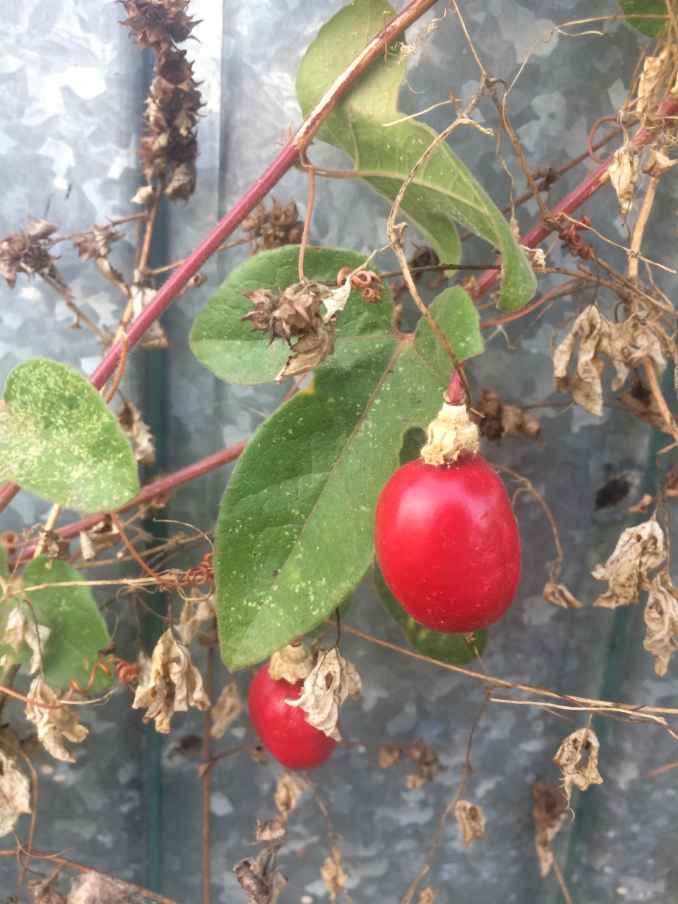 Passiflora foetida image