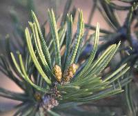 Pinus edulis image