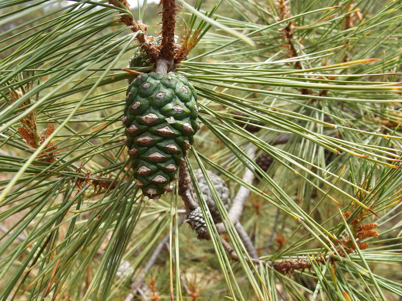 Pinus leiophylla var. chihuahuana image