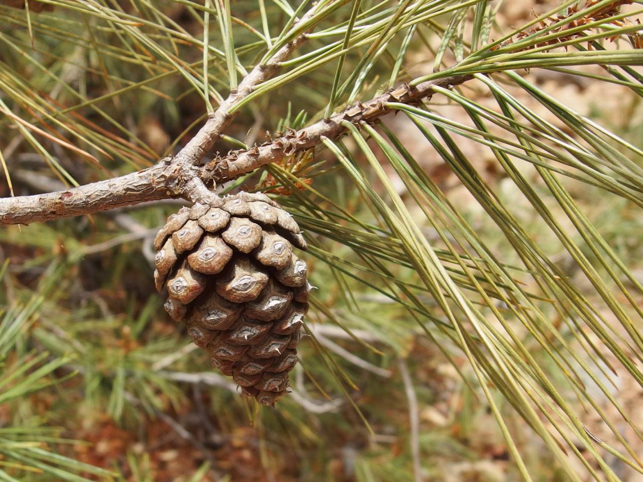 Pinus leiophylla var. chihuahuana image