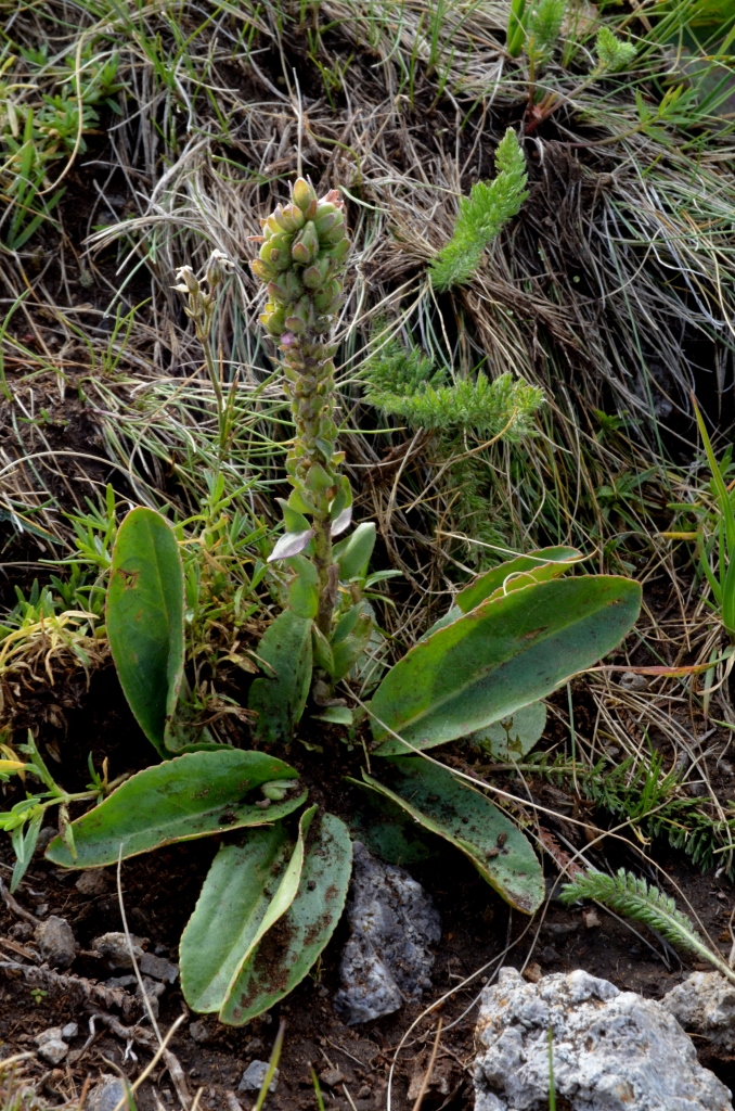 Synthyris oblongifolia image