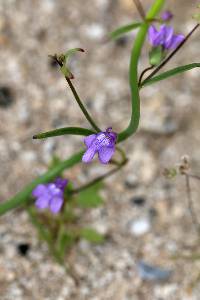 Antirrhinum watsonii image