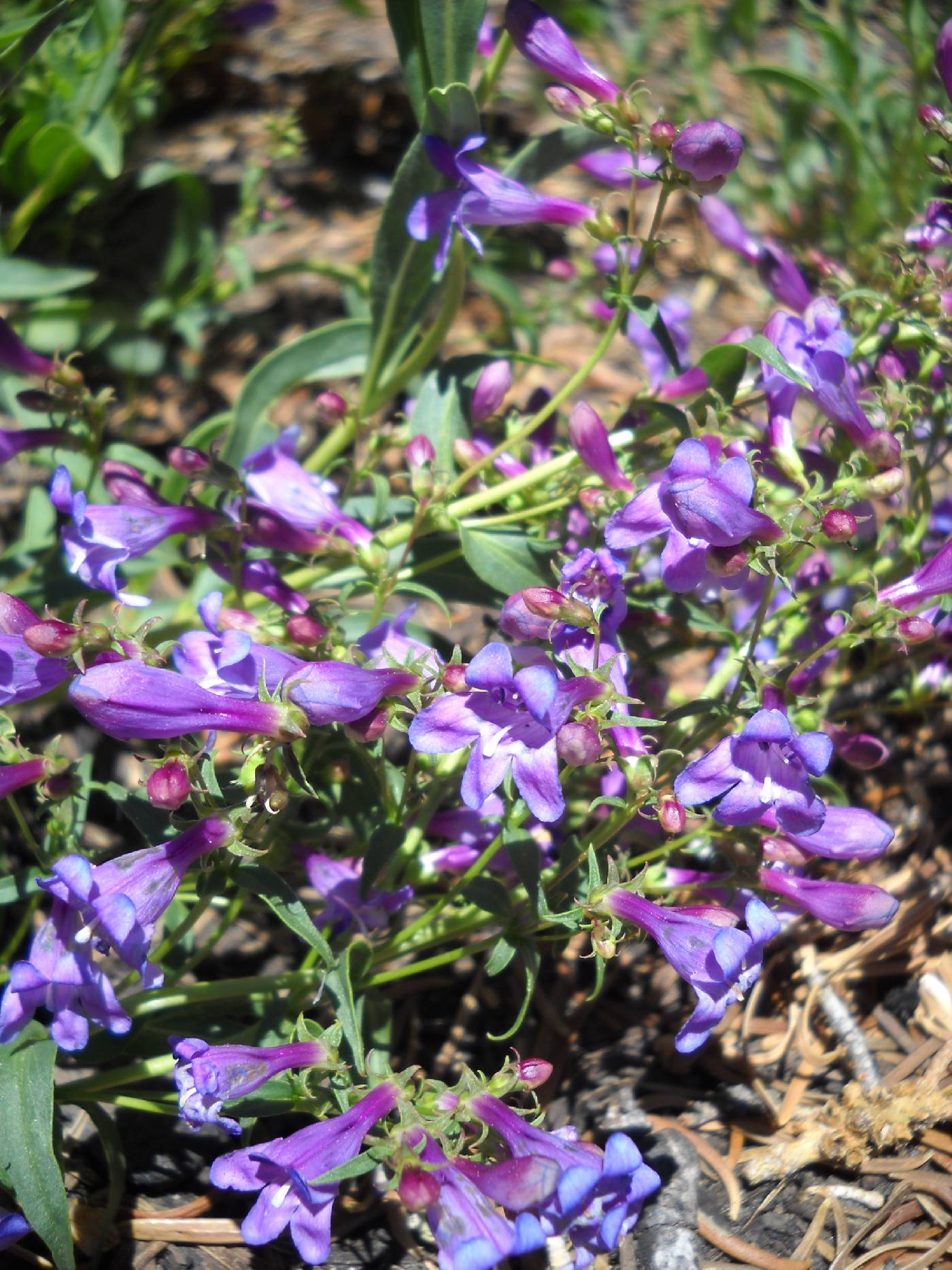 Penstemon higginsii image