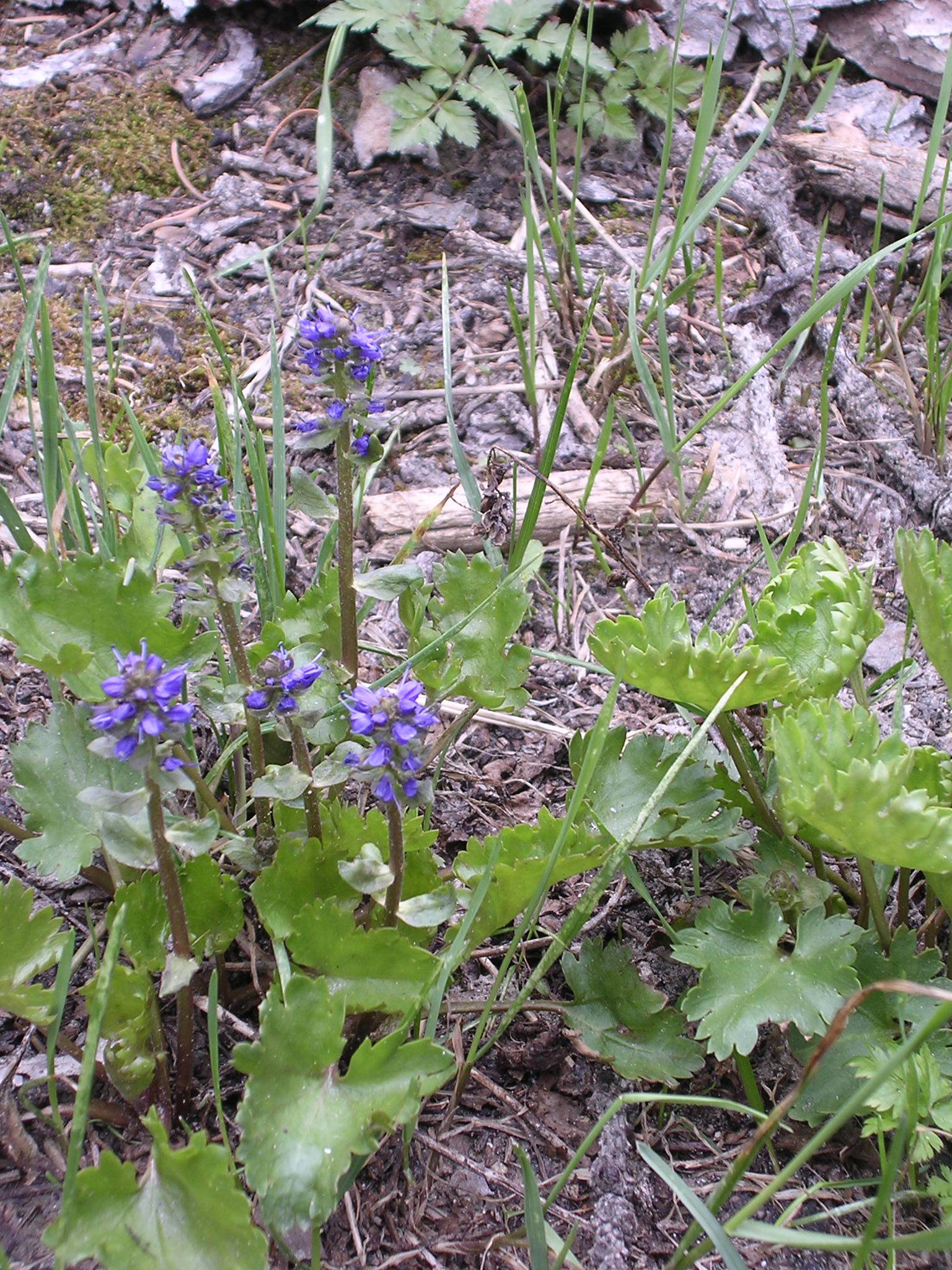 Synthyris laciniata image