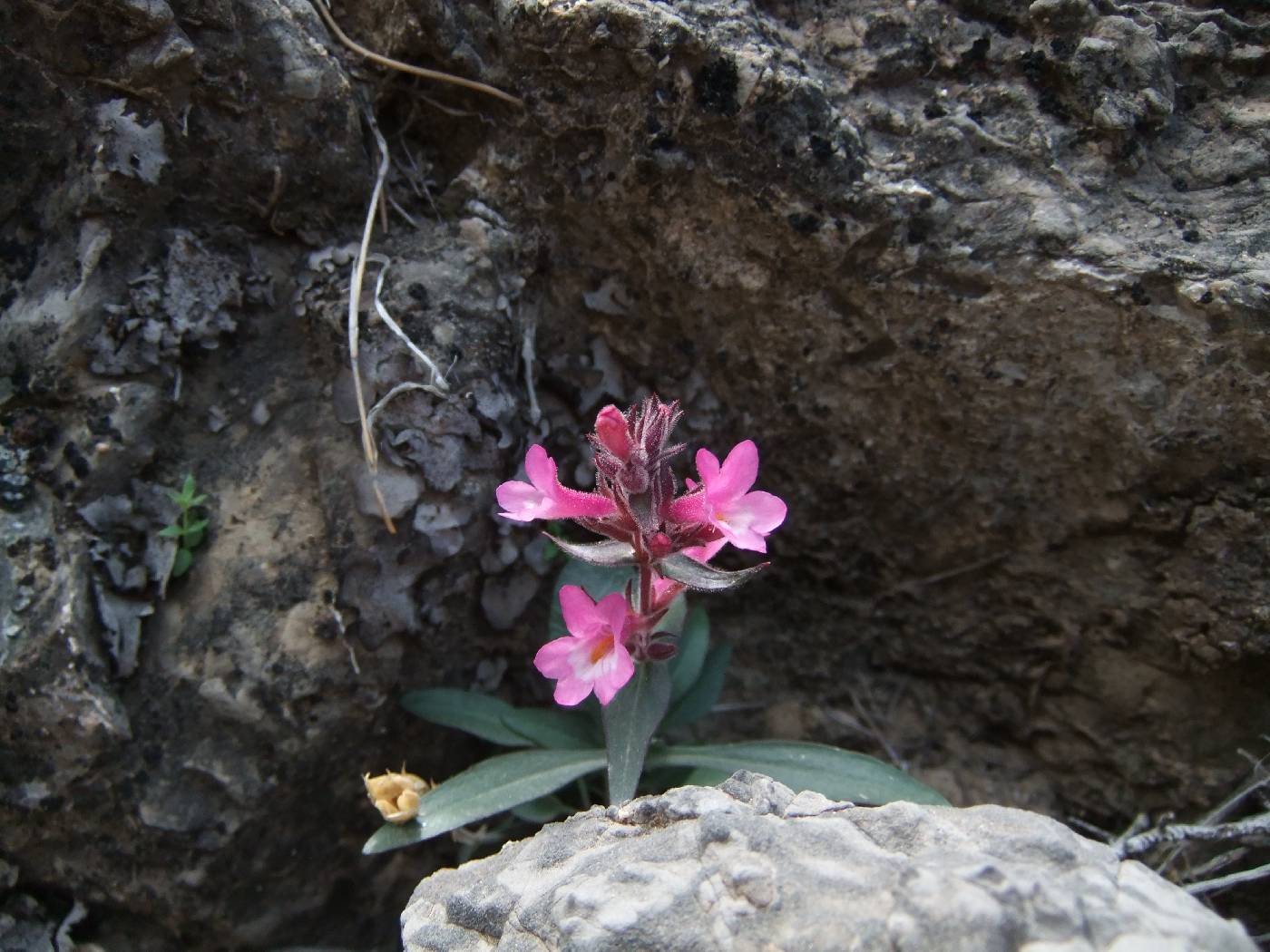 Penstemon calcareus image