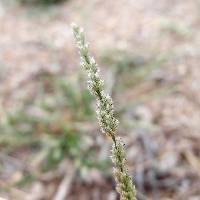 Image of Eragrostis ciliaris