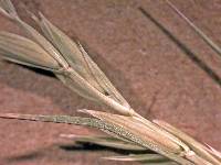 Elymus lanceolatus image