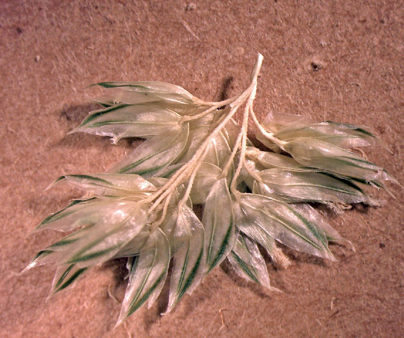 Phalaris minor image