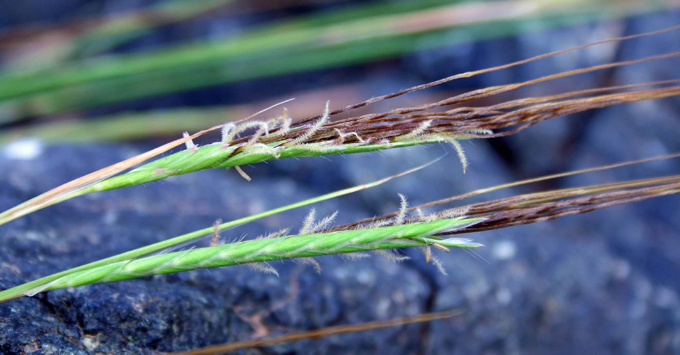 Heteropogon contortus image