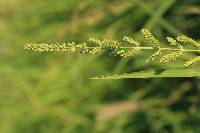 Echinochloa colona image