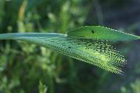 Hordeum murinum image