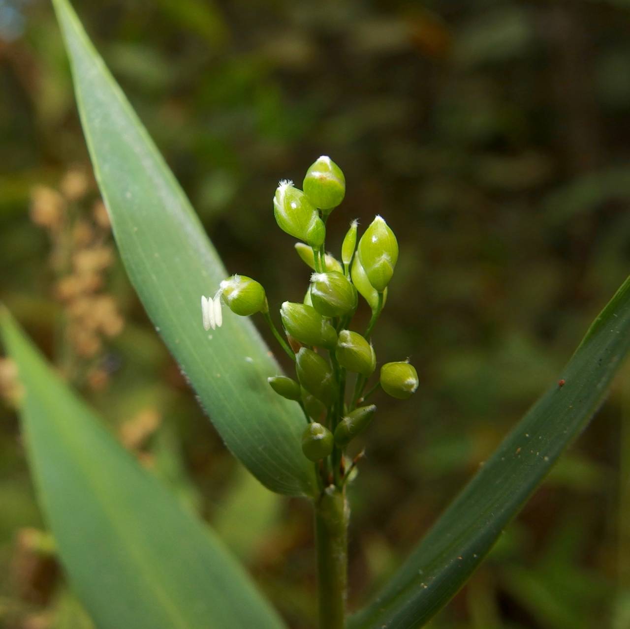 Lasiacis ruscifolia image