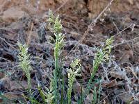 Poa fendleriana image