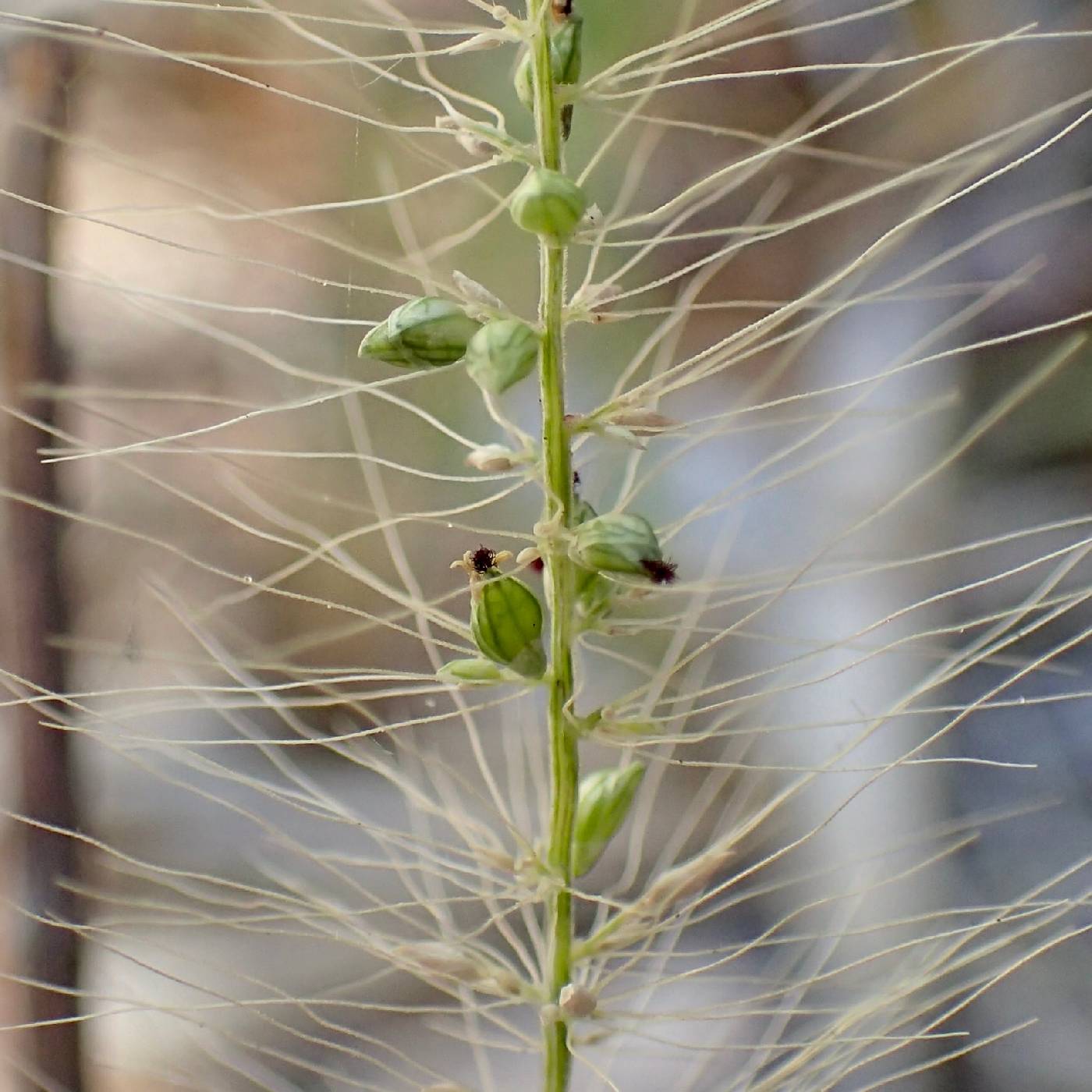 Setaria liebmannii image