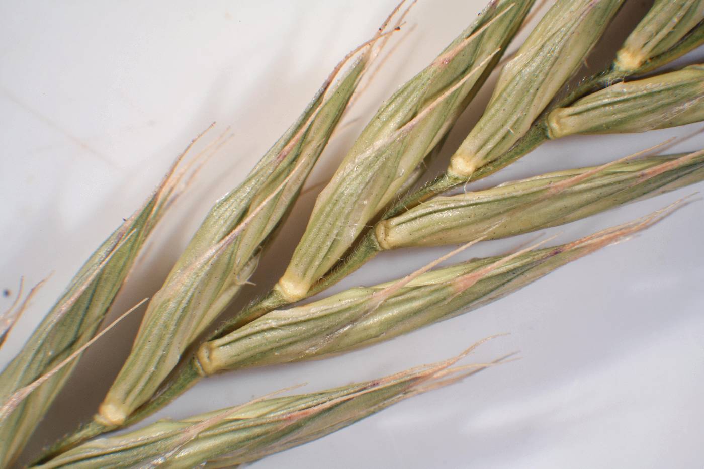 Agropyron cristatum image