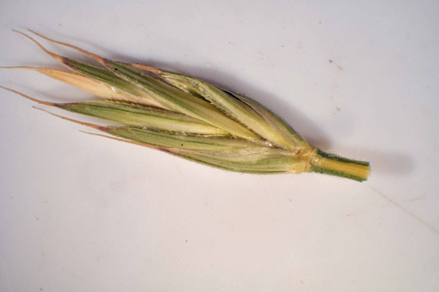 Agropyron cristatum image